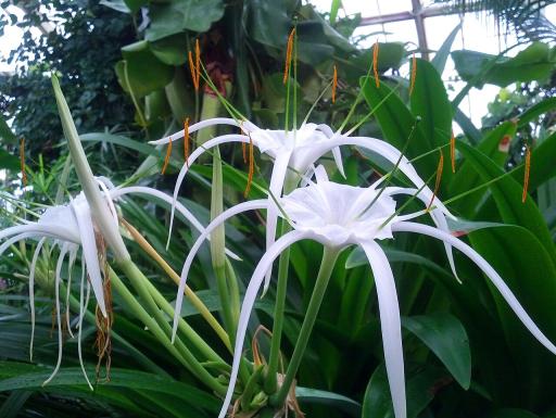 Spider Lily plant image