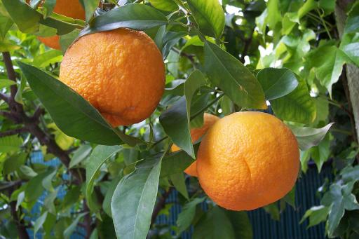 Bitter Orange