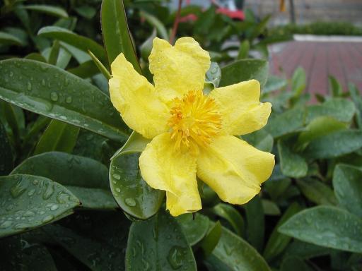 Golden Guinea Vine