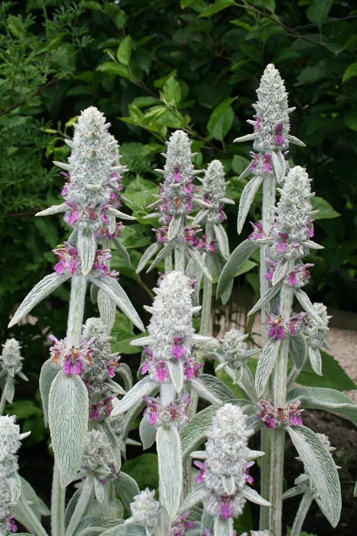 Lamb's Ear plant image