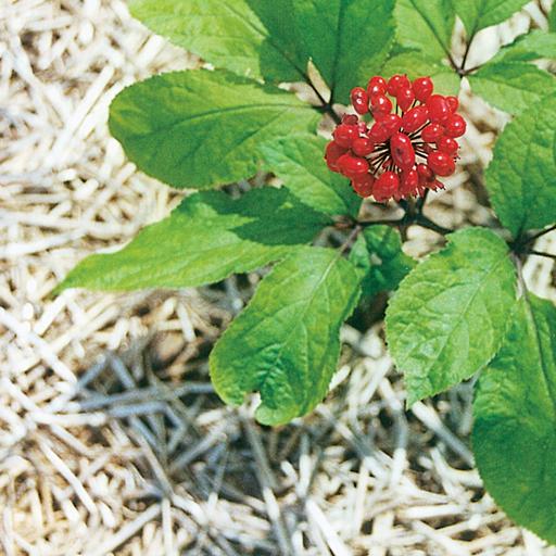 Asian Ginseng