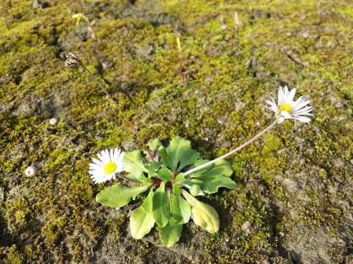 Daisy Flower