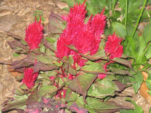 Celosia plant image