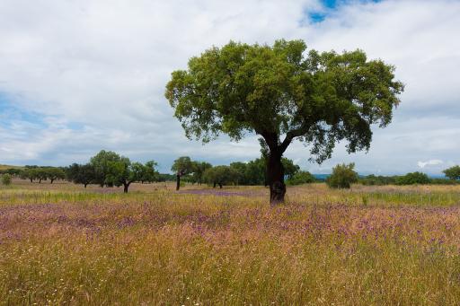 Cork Oak