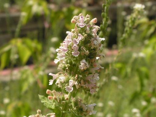 Catmint plant image