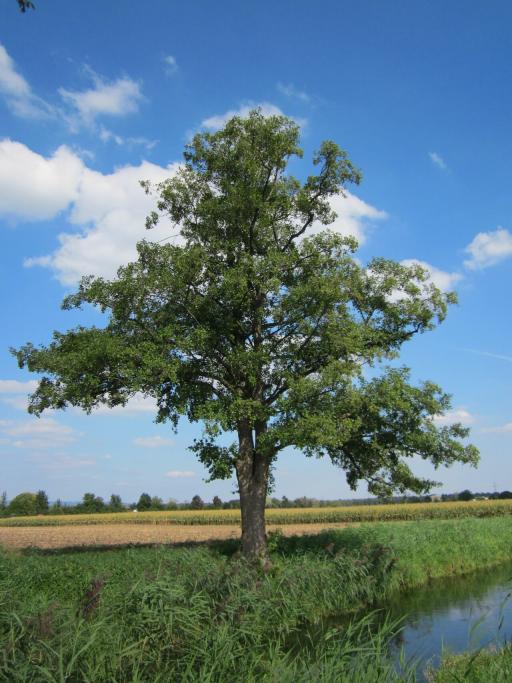Common Alder