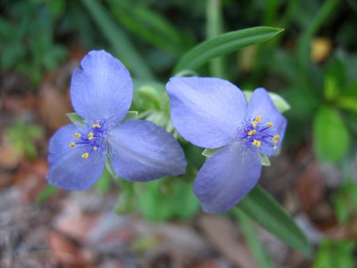 Tradescantia plant image