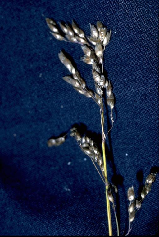 Sweetgrass