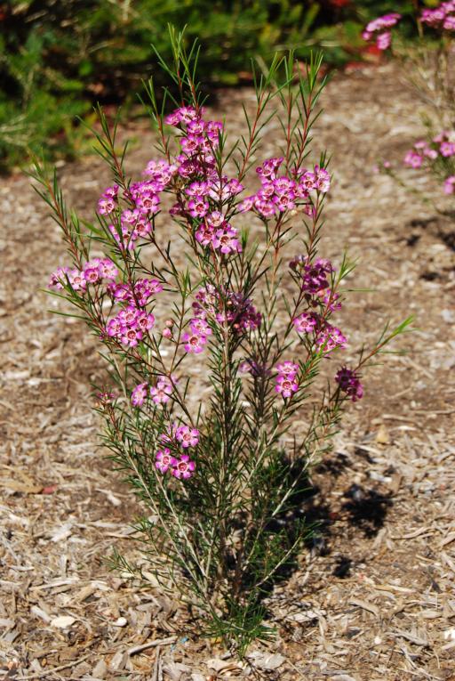 Geraldton Wax
