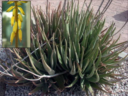 Aloe plant image