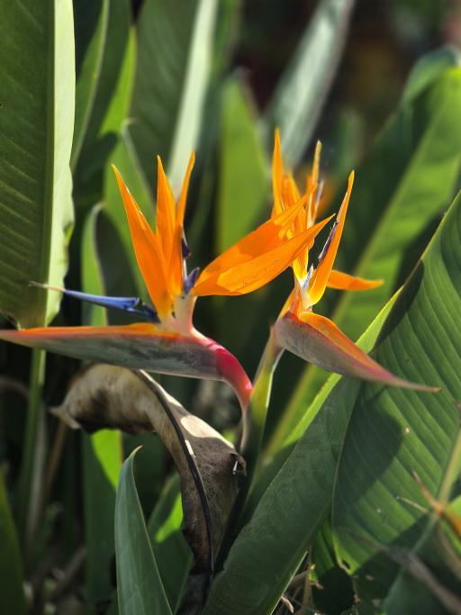 Bird of Paradise plant image