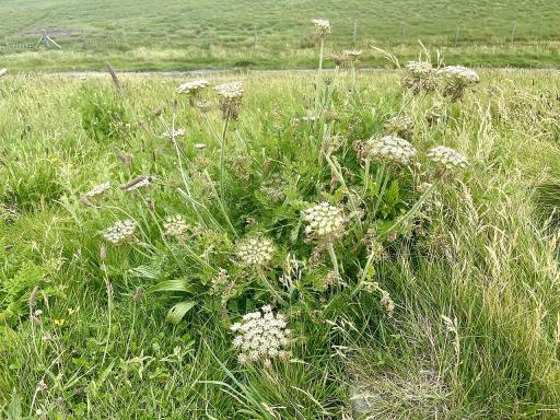 Queen Anne's lace