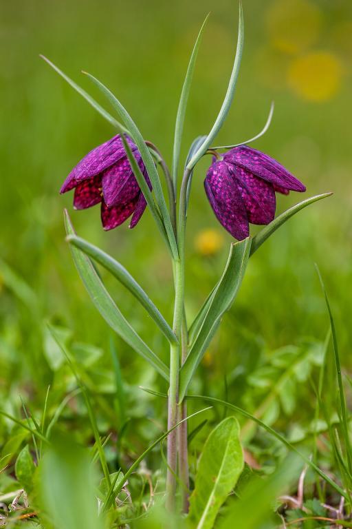 Snake's Head Fritillary